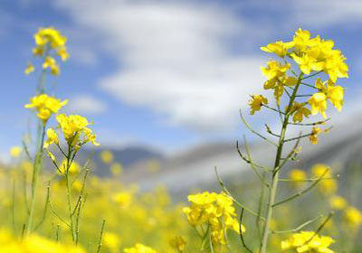 拉萨：油菜花开